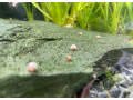 predam-vodne-slimaky-small-0