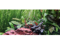 akvariovy-set-juwel-rio-180-small-2