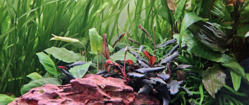 akvariovy-set-juwel-rio-180-big-2