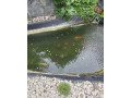 koi-kapre-small-0