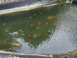 koi-kapre