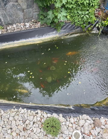 koi-kapre-big-0