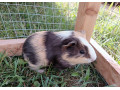 morske-prasiatko-small-3