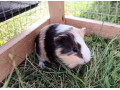 morske-prasiatko-small-4