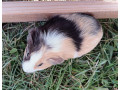 morske-prasiatko-small-2
