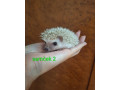 jezko-africky-bielobruchy-small-0