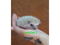 jezko-africky-bielobruchy-small-1