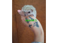 jezko-africky-bielobruchy-small-2