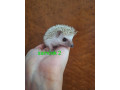 jezko-africky-bielobruchy-small-3