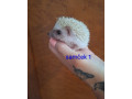 jezko-africky-bielobruchy-small-4