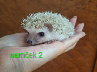 jezko-africky-bielobruchy