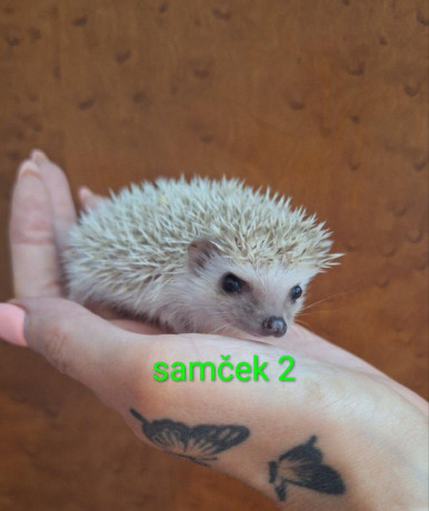 jezko-africky-bielobruchy-big-1