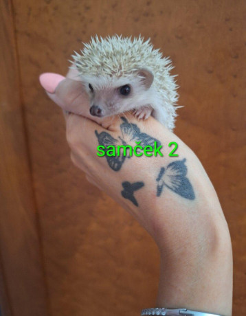 jezko-africky-bielobruchy-big-2