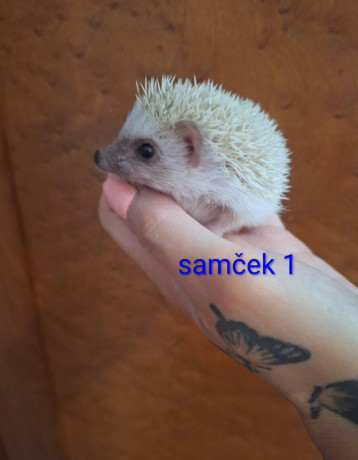 jezko-africky-bielobruchy-big-4