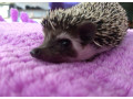 jezko-bielobruchy-small-2