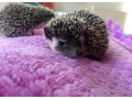 jezko-bielobruchy-small-0