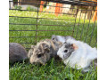morcata-small-1