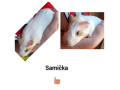 morca-small-0