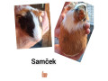 morca-small-4
