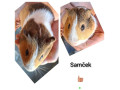 morca-small-2