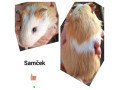 morca-small-3