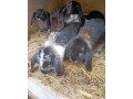 minilop-zakrsly-barancek-small-0