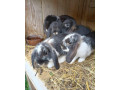 minilop-zakrsly-barancek-small-3