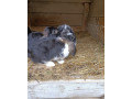 minilop-zakrsly-barancek-small-4
