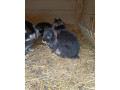 minilop-zakrsly-barancek-small-1