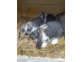 minilop-zakrsly-barancek-small-2