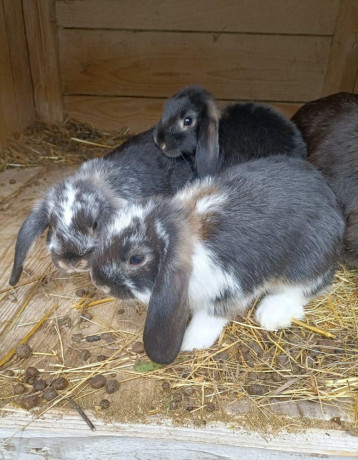 minilop-zakrsly-barancek-big-2
