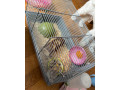 predam-skrecka-roborovskeho-small-1