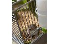 predam-skrecka-roborovskeho-small-0