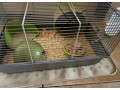 predam-skrecka-roborovskeho-small-2