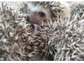 jezko-bielobruchy-small-1