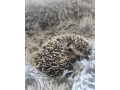 jezko-bielobruchy-small-0