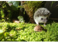 jezko-bielobruchy-small-2