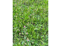 seno-pre-zajacika-small-1