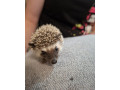 jezko-bielobruchy-jezko-africky-small-1