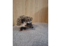 jezko-bielobruchy-jezko-africky-small-0