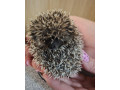 jezko-bielobruchy-jezko-africky-small-2