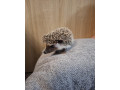 jezko-bielobruchy-jezko-africky-small-4