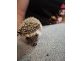 jezko-bielobruchy-jezko-africky-small-3