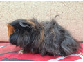 morcata-s-pp-small-3