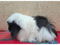 morcata-s-pp-small-1