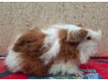 morcata-s-pp-small-2