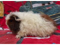 merino-s-pp-small-0