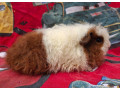 merino-s-pp-small-1