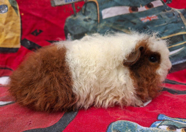 merino-s-pp-big-1