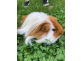morca-morske-prasiatko-dlhosrste-small-1